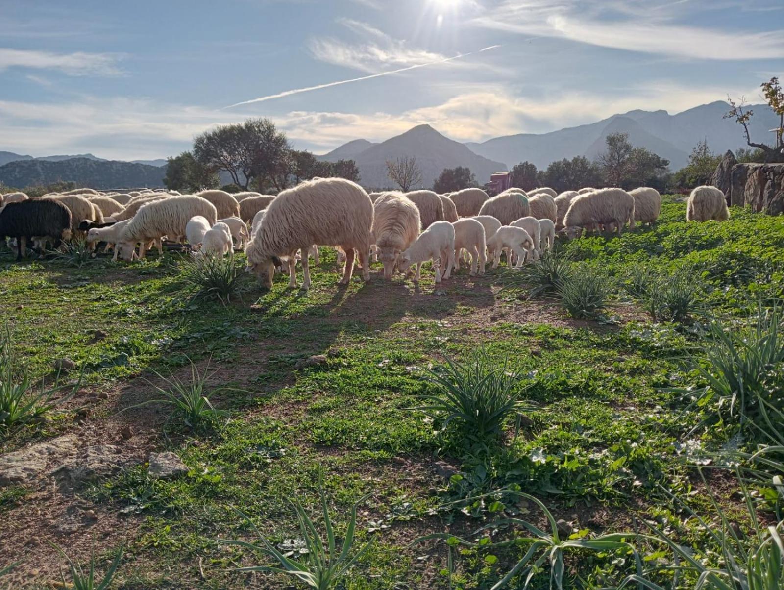 Agriturismo Sa Murta Dorgali Eksteriør billede