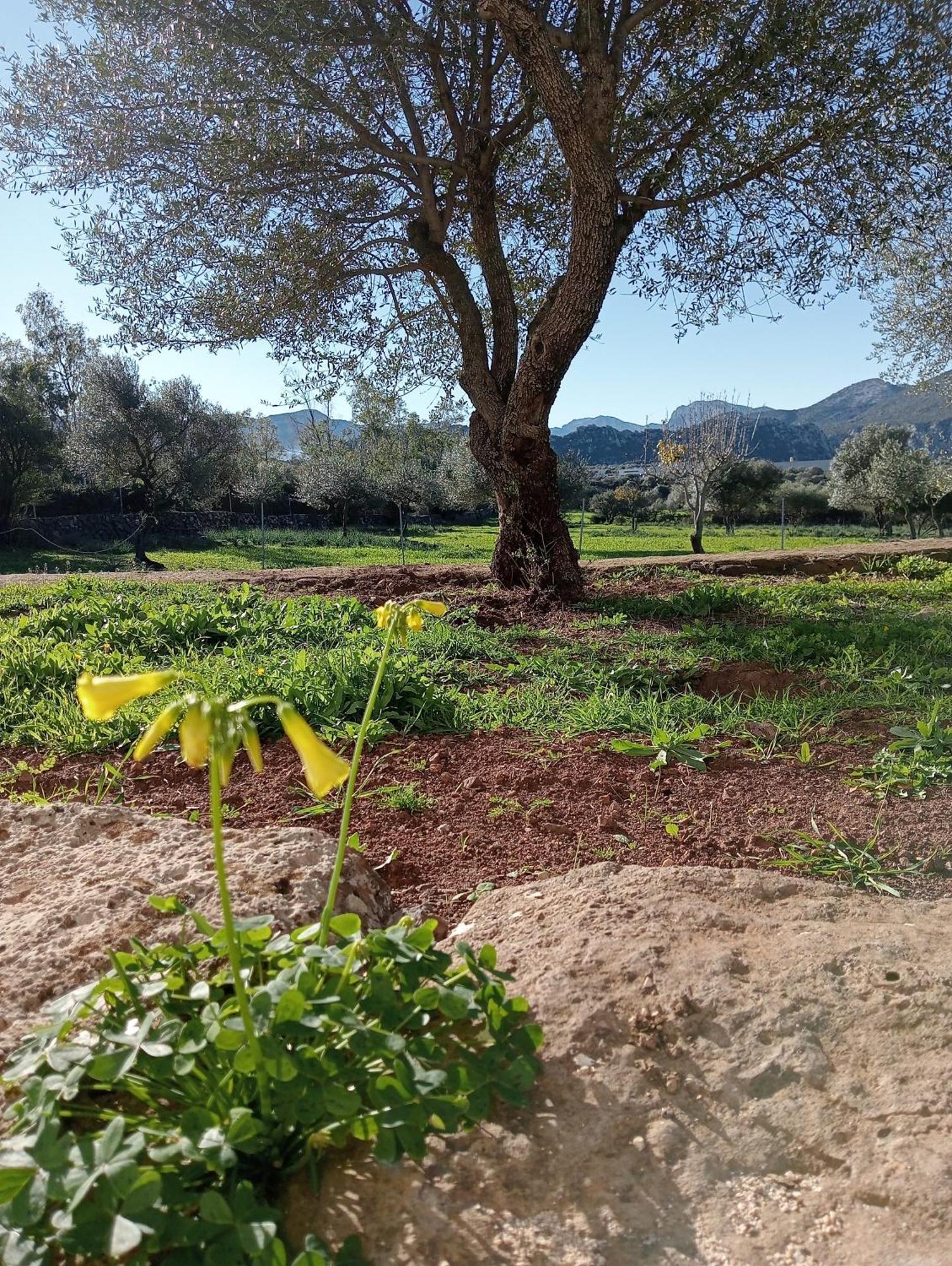 Agriturismo Sa Murta Dorgali Eksteriør billede